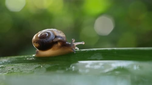 Life of snails in the nature