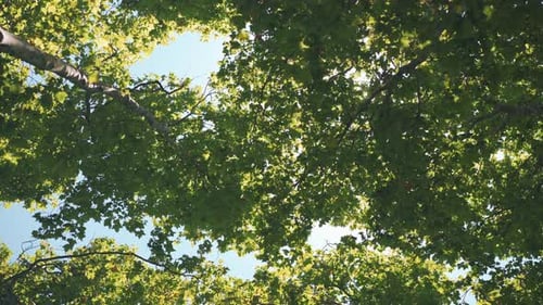 Sunbeams and Fresh Green Leaves on a Tree Crowns in Forest