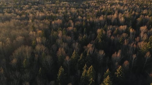 Wald bei Sonnenuntergang