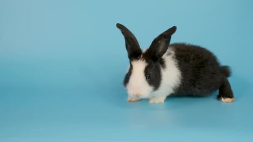 Little adorable black and white bunny rabbit walk from right to left side on blue screen background