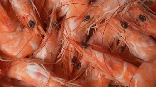 Closeup of Cooked Orange Shrimp