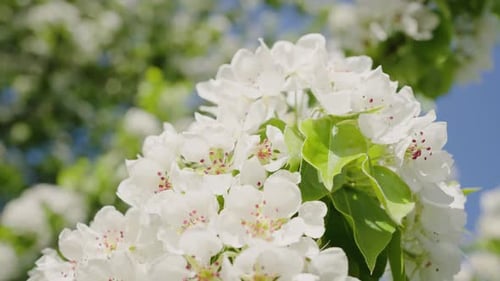 White Cherry Flowers with Pollen Blossom on Lush Tree Branch