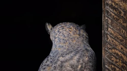 Majestic Owl Close Up Beside Weathered Wood