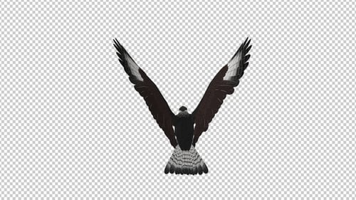 Caracara Hawk - 4K Flying Loop - Back View