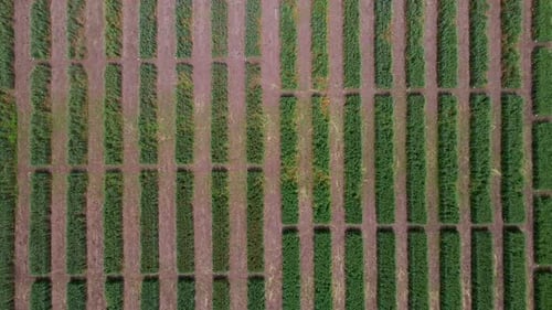 Aerial View of Striped Field with Green Wheat