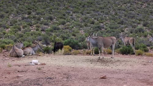Group of Animals in African Wildlife