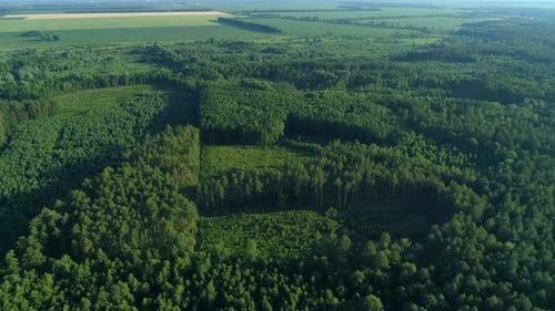 Aerial View Forest and Deforestation in Summer Drone Flying Over Green Trees