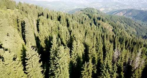 Views of green meadows hills with firs and trails