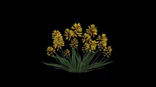 Realistic Plant with Yellow Flowers Growing and Blooming