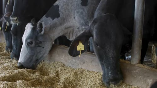 Cows Eating Feed in Barn