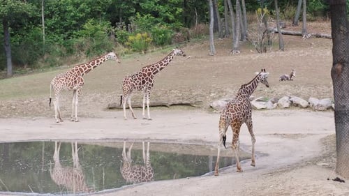 Giraffes Gathering Near Watering Hole in the Daytime