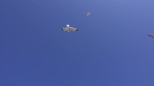 Viele Möwen fliegen an sonnigen Tagen gegen blauen Himmel