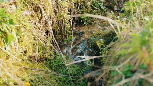Spring Brook