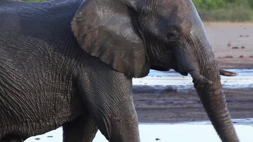 muddy elephant steps out and shakes off