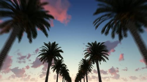Palm Trees
