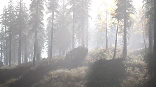 Forêt lumineuse tôt le matin dans les montagnes