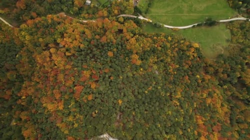 Autumn Forest