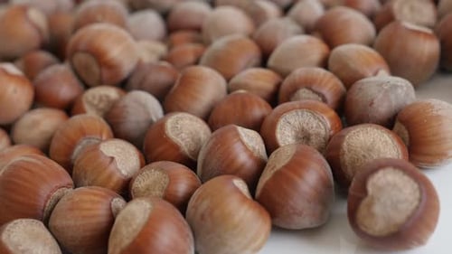 Whole nuts of Corylus avellana close-up 4K 2160p 30fps UltraHD panning footage - Organic hazelnuts