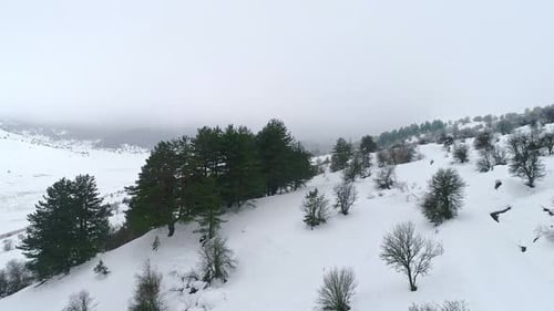 Winter Forest