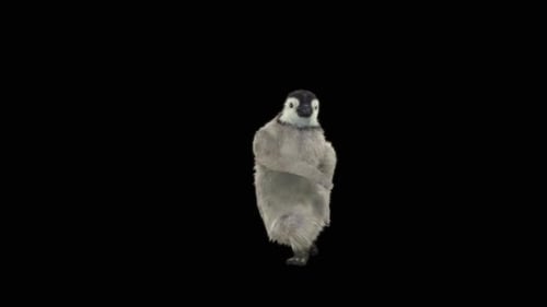 Penguin Dancing HD