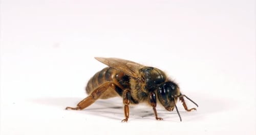 European Honey Bee, apis mellifera, Queen grooming against White Background, Normandy, Real Time 4K