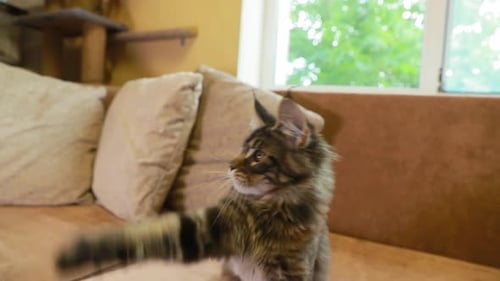 Funny Curious Young Silver Maine Coon Kitten Cat Playing With Toy Feather At Home Sofa