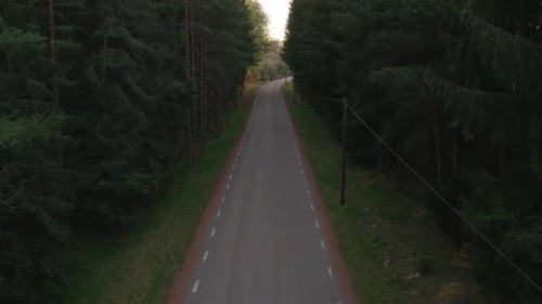 Vuelo lento a lo largo de la carretera que atraviesa el bosque de coníferas