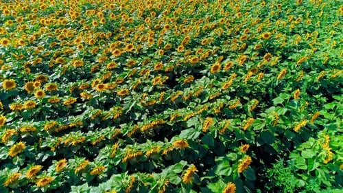 Aerial Sunflower Field (2K)