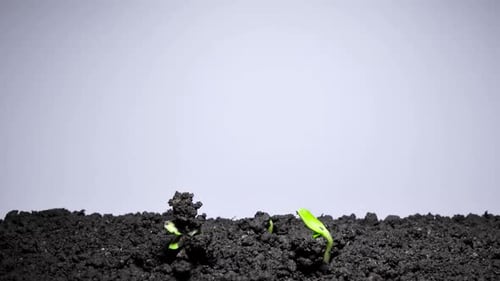 Time-lapse of Germinating Sunflowers Seed