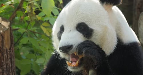 Close Up of Panda Bear Eating