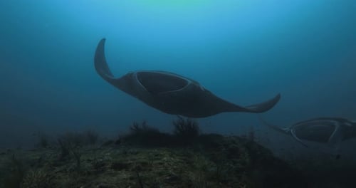 Manta-Tal Cancun