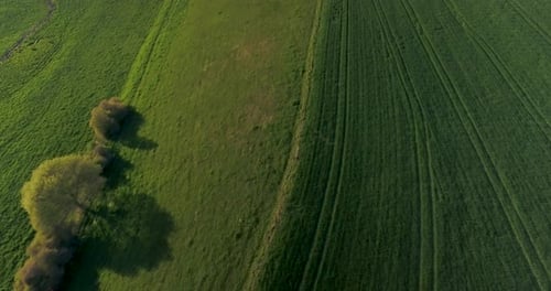 Vol de Drone de haut en bas au-dessus des champs verts et des arbres.
