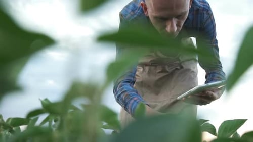 Young Farmer Walking in a Soybean Field and Examining Crop.