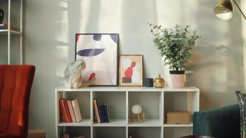 Fluffy Cat Sitting on Shelf in Sunny Room