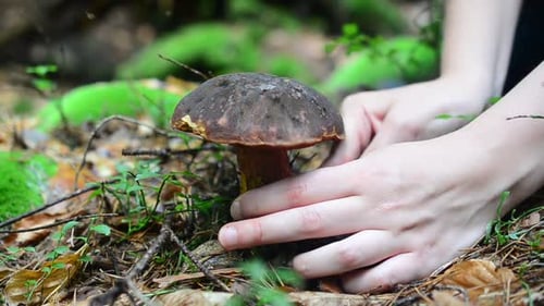 Mushroom 8