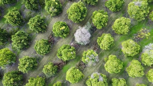 Citrus Orchard Aerial View of the Fruit Trees with Green Leaves in the Garden Growing Oranges Lemons