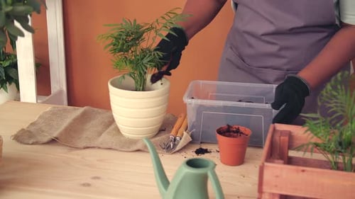 Person Gardening and Repotting Plants Indoors