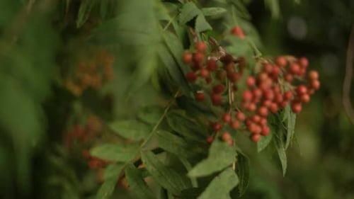 Rowan Berries et feuilles filmées sur un objectif Dreamy Vintage