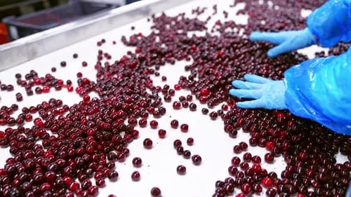 Selección de bayas en la fábrica. Cerca de los trabajadores controlan la calidad de las bayas