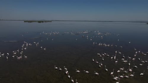 Flamingos Documentary