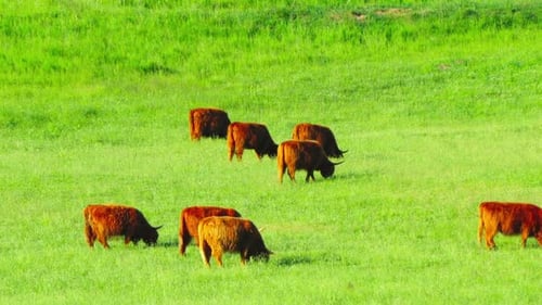 Red Scottish cows graze in the meadow