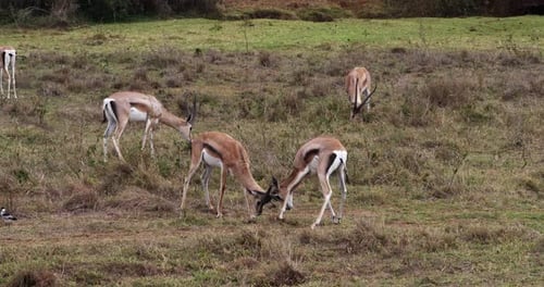 Grant's Gazelle, gazella granti, Males Fighting, Nairobi Park in Kenya, Real Time 4K