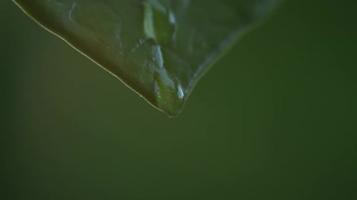 Water Drop Hanging from Leaf Tip