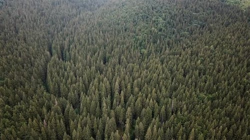 Pinewood Forest in Transylvania