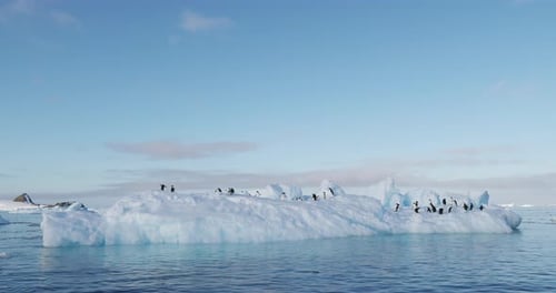 Penguins Resting on Iceberg in Antarctica Waters