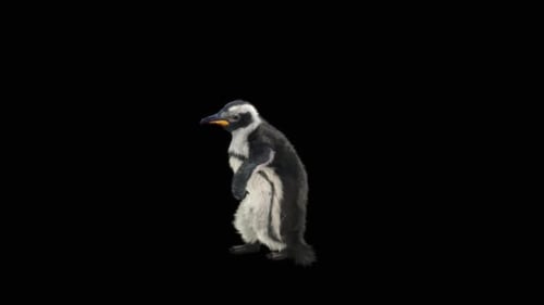 Realistic Baby Penguin Walking Animation with Transparent Background