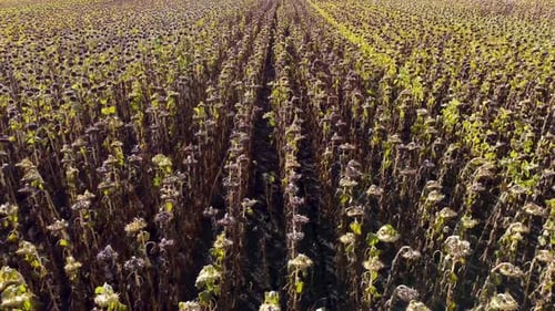 drone flight over a corn field. Agronomy. Drone view.