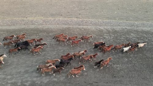 Wild Horses Running