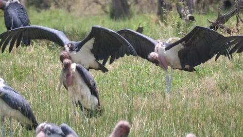 Gruppe Marabustörche breiten ihre Flügel aus