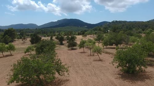 Aerial View of Rural Field with Sparse Trees